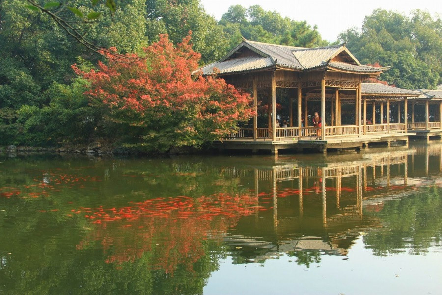 Hoa cảng quan ngư