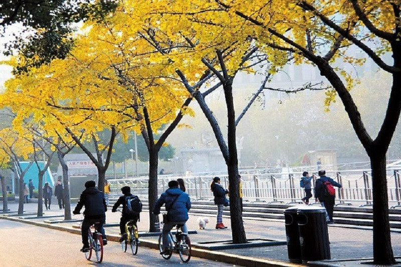 Vẻ đẹp đa sắc của mùa đông Thượng Hải